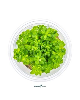 Rotala indica  - Plant It!